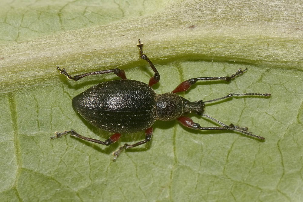 Curculionidae: ora  Otiorhynchus sellae (in accoppiamento)